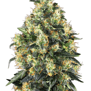 Super Skunk - Sensi Seeds
