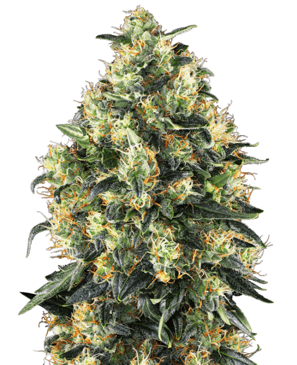 Super Skunk - Sensi Seeds