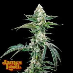 OG Kush Auto F4 IBL - James Loud Genetics