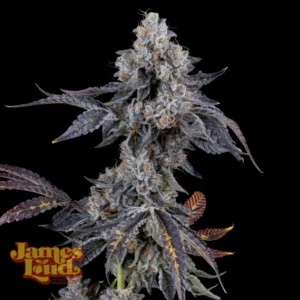 Fizzy Bublé - James Loud Genetics