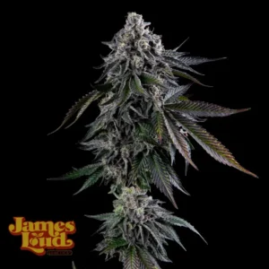 Dunzo - James Loud Genetics