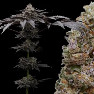 Black Ice - Ziplock Seeds