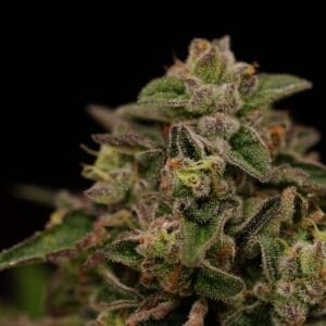 Ziplock Seed - Summer Crush