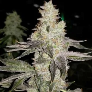 Finessin - Always Be Flowering