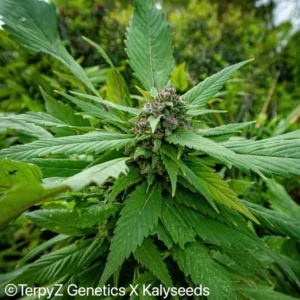 Giant Crusader - TerpyZ