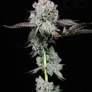 Fight Club - Lit Farms