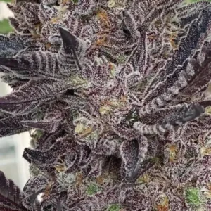 Dark Desire - Ziplock Seeds