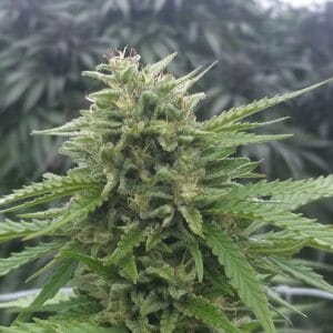 Big E - Conscious Cultivators