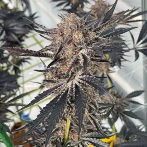 Black Magic - Ziplock Seeds