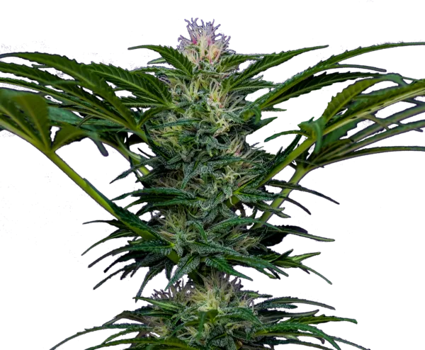 Rosa Andina - Breeders Colombia - Imagen 2