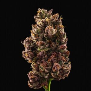 Cherry Waves – Solfire Gardens