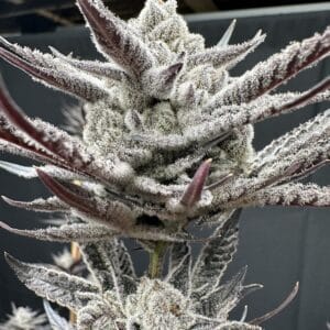 Cherrylicious BX – Solfire Gardens