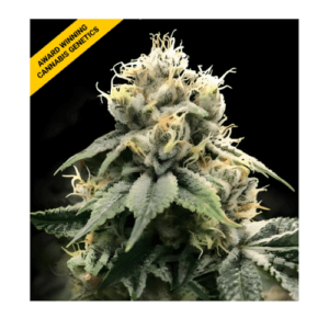 Chocolate Truffle Shuffle Fem – Pack de 6 semillas | DNA Genetics