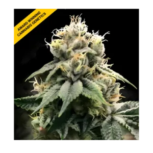 Chocolate Truffle Shuffle Fem – Pack de 6 semillas | DNA Genetics