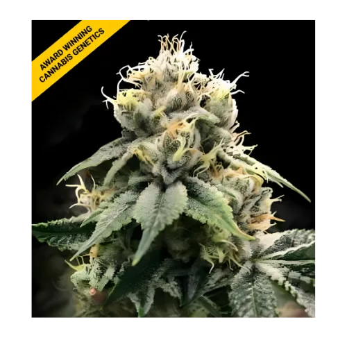Chocolate Truffle Shuffle Fem – Pack de 6 semillas | DNA Genetics