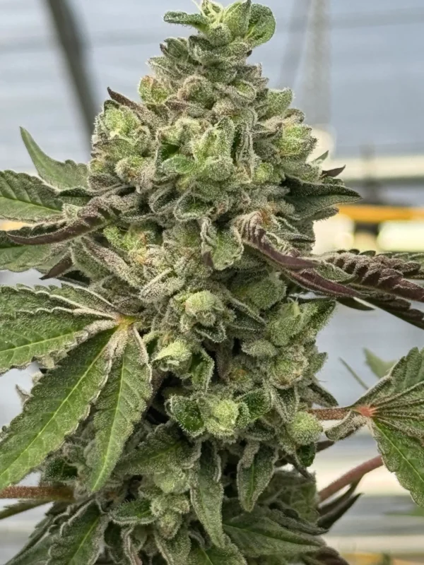 Gas Drop BX – Ziplock Seeds - Imagen 3