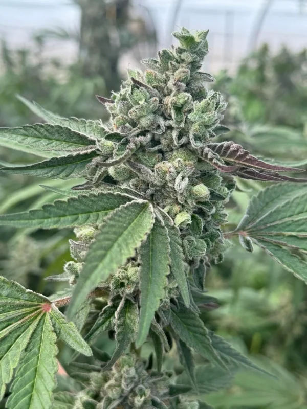 Gas Drop BX – Ziplock Seeds - Imagen 4