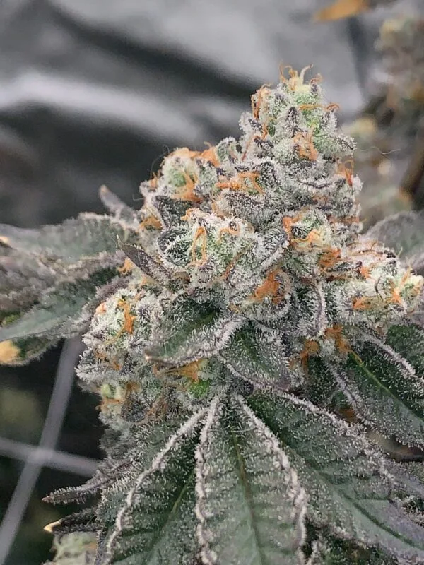 Gas Drop BX – Ziplock Seeds - Imagen 2