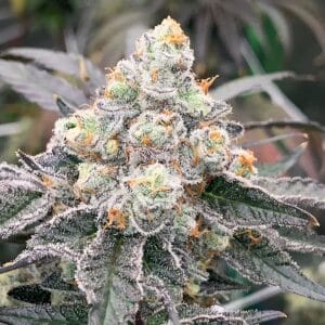 Gas Drop BX – Ziplock Seeds