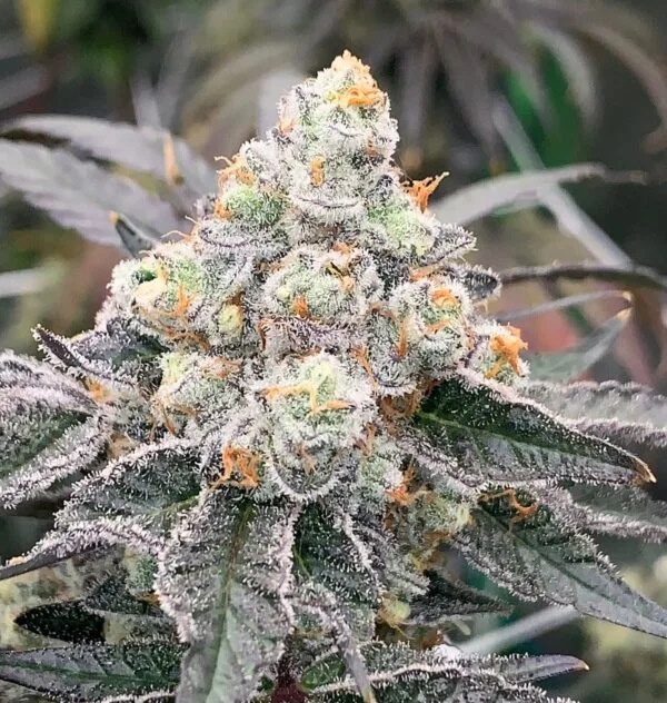 Gas Drop BX – Ziplock Seeds