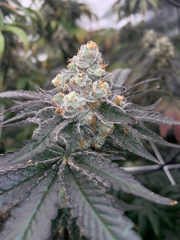 Gas Drop BX – Ziplock Seeds - Imagen 6