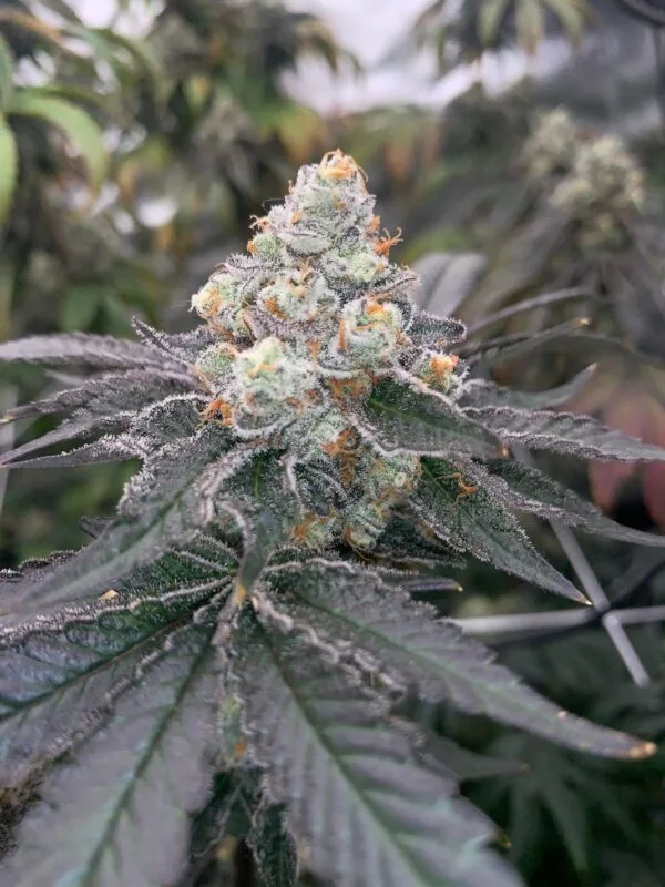 Gas Drop BX – Ziplock Seeds - Imagen 6
