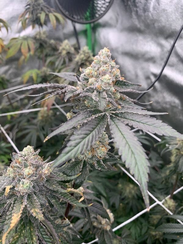 Gas Drop BX – Ziplock Seeds - Imagen 7