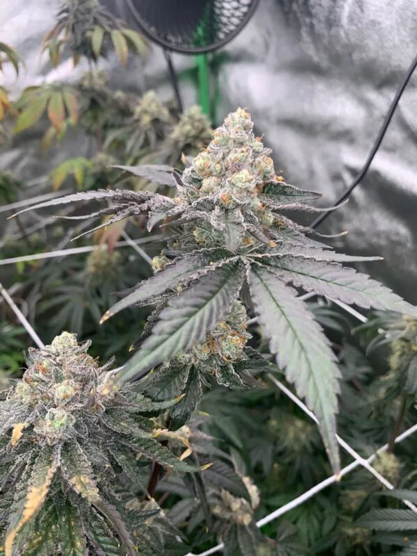 Gas Drop BX – Ziplock Seeds - Imagen 7