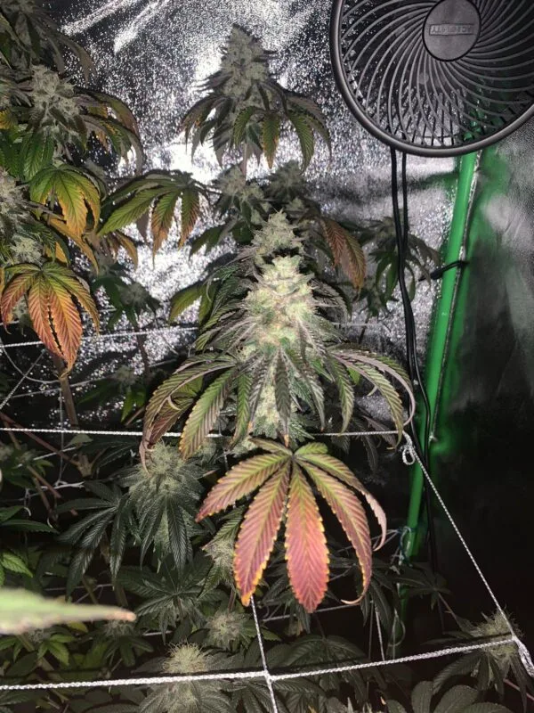 Gas Drop BX – Ziplock Seeds - Imagen 8