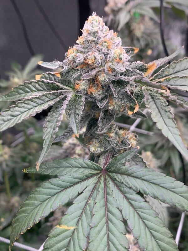 Gas Drop BX – Ziplock Seeds - Imagen 5