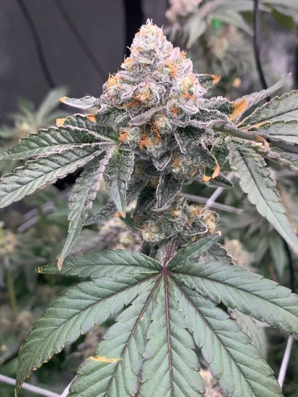 Gas Drop BX – Ziplock Seeds - Imagen 5