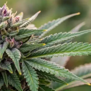 Goji OG - Masonic Seeds