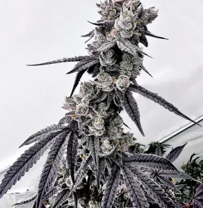 Grape Jubilee – Exotic Genetix (Unreleased)