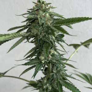 Hawaiian Dream – Sinful Cut (Sticky Fingers / Deep Green x Ziplock Seeds)