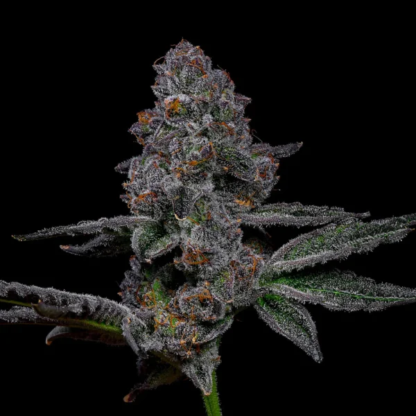 Lemon Cherry Diesel - Aficionado Humboldt