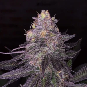 Ziplock Seeds - Limelight