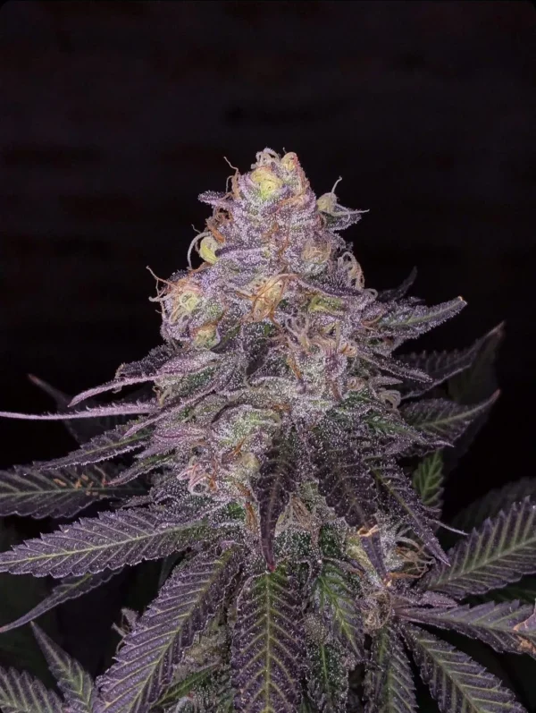 Ziplock Seeds - Limelight