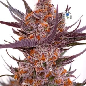 Picasso Moon - Lovin' In Her Eyes Seeds