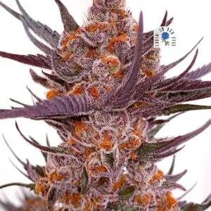 Picasso Moon - Lovin' In Her Eyes Seeds