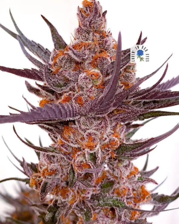 Picasso Moon - Lovin' In Her Eyes Seeds