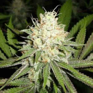 Cherry OG - MTG Seeds