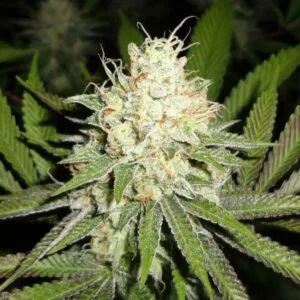 Cherry OG - MTG Seeds