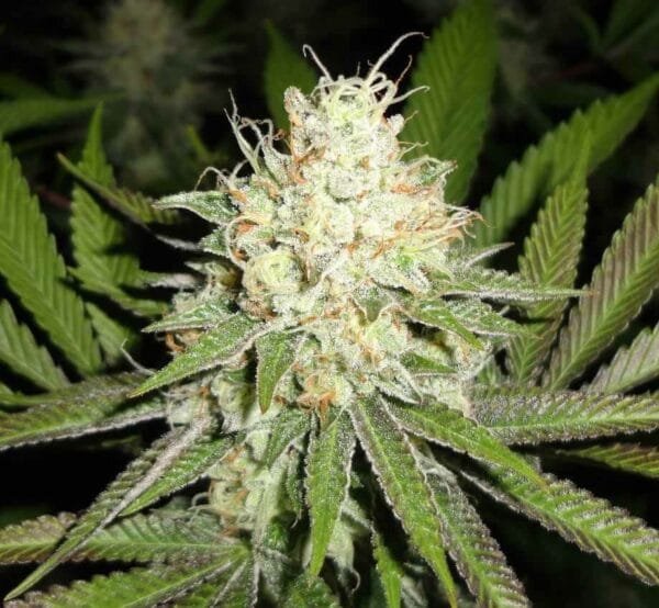 Cherry OG - MTG Seeds
