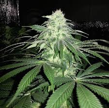 Orange Turbo - MTG Seeds