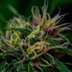 Rosa Andina - Breeders Colombia