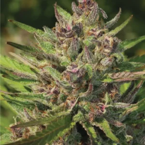 Ziplock Seed - Neon Drip