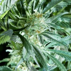 Fresh Pressed Runtz - Purple City Genetics