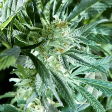 Fresh Pressed Runtz - Purple City Genetics