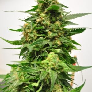 Burning Bush - Reeferman