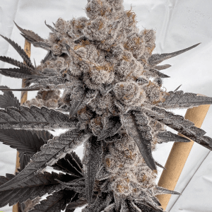 Bahama Bomb – Solfire Gardens